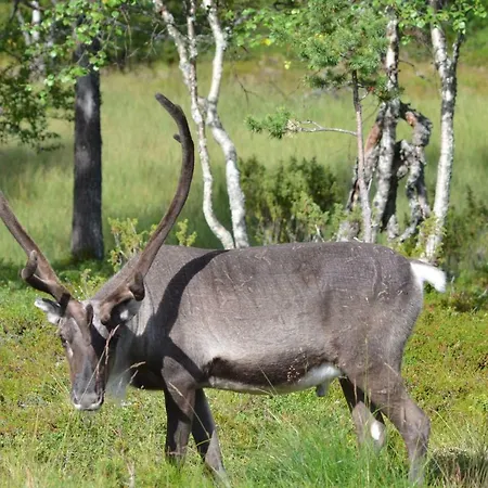 Castillo Kelotaehti Διαμέρισμα *